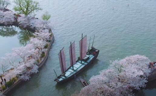 ＜无锡鼋头渚-樱花节＞一日游